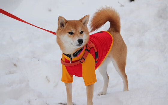 “比亚尔巴的传球与策动能力，助美洲狮队实现大飞跃”